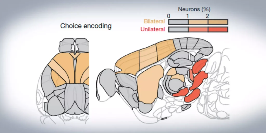 Distributed coding of choice, action and engagement across the mouse brain
