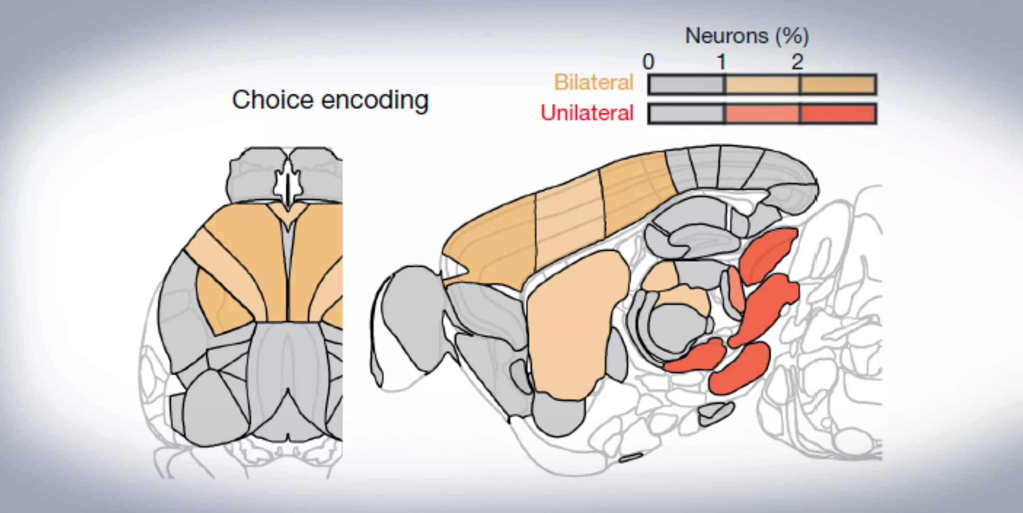 Distributed coding of choice, action and engagement across the mouse brain