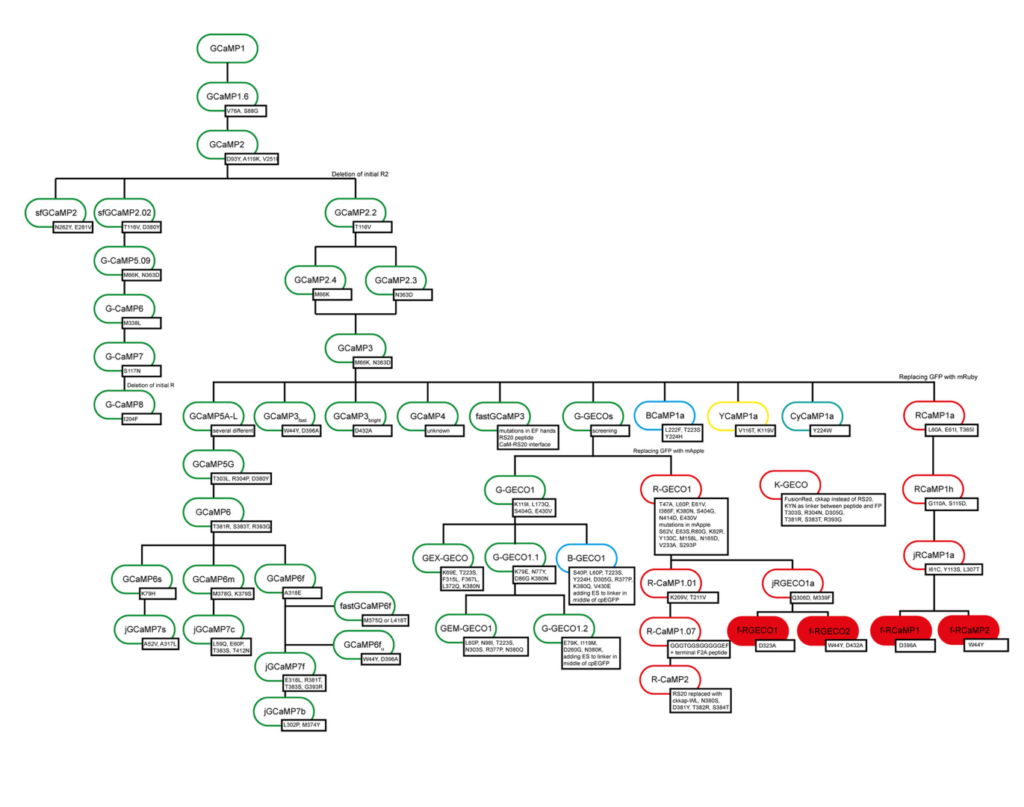 The kinetic mechanisms of fast-decay red-fluorescent genetically encoded calcium indicators