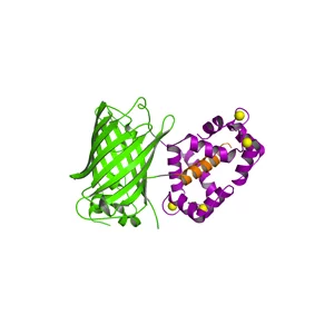 Nous avons essayé GCaMP8m