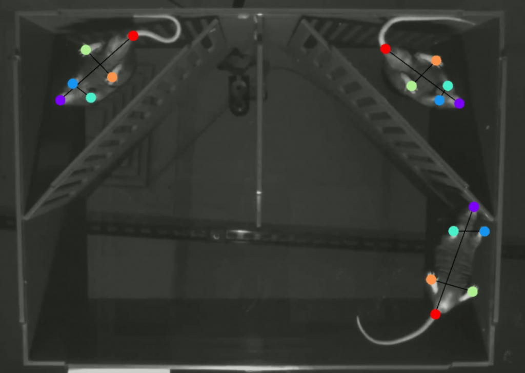 Tâche d'interaction sociale